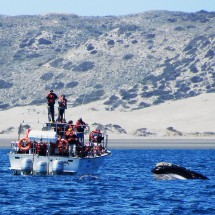 Whale investigating an excursion boat